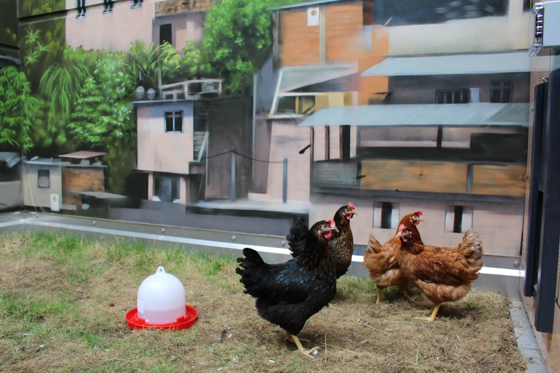 i Live rooftop chickens in front of a favela mural