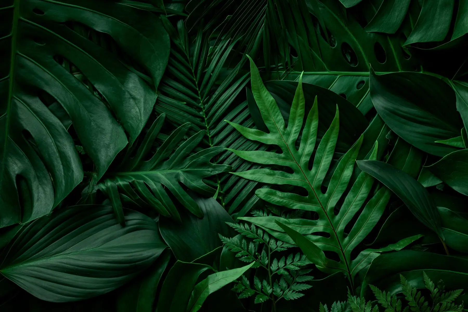 A lush dark jungle, the cultural backdrop of i Live's sustainability